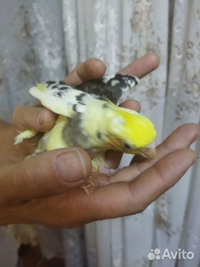 Попугай корелла