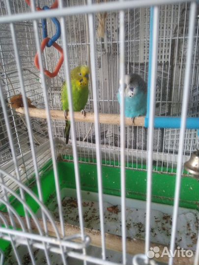 Попугайчики только вместе. Канарейка