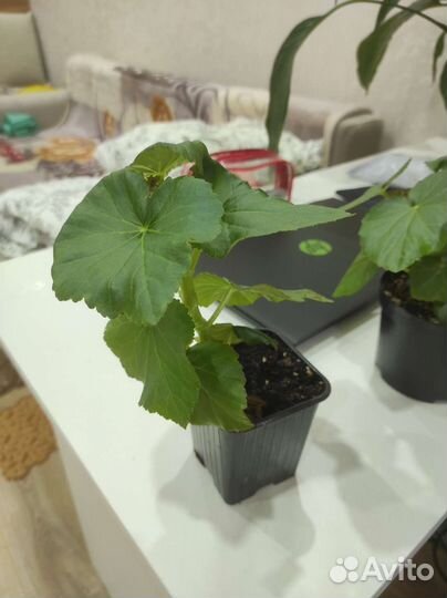 Бегония элатиор