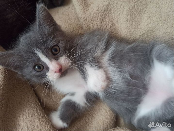 Котята Счастья(метисы)