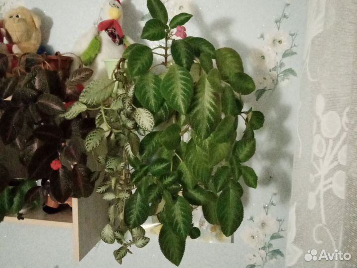 Малышка эписция сорт 