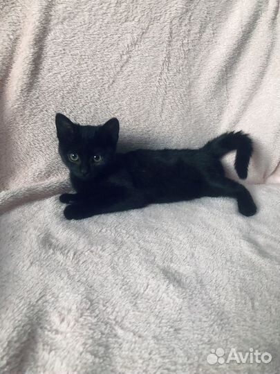Котенок черный в дар
