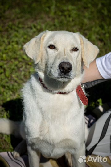 Белый. Метис лабрадора