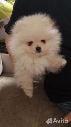 Щенок Шпица мальчик