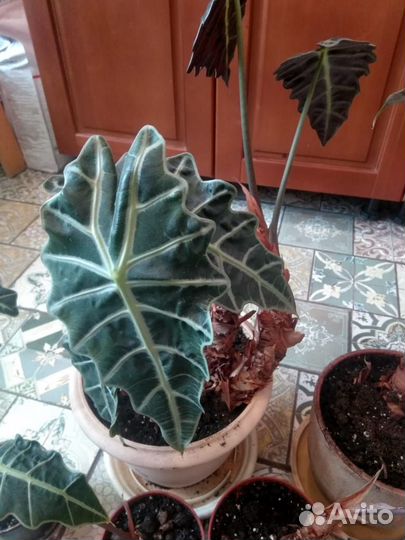 Алоказия Полли