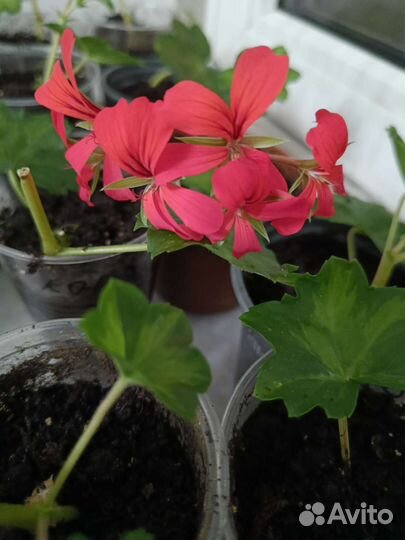 Пеларгония герань плющ