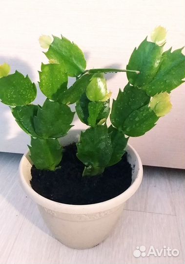 Комнатные цветы,растения Декабрист