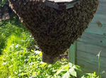 Продам пчелосемьи,рои,пасека под ключ,сотовый мёд