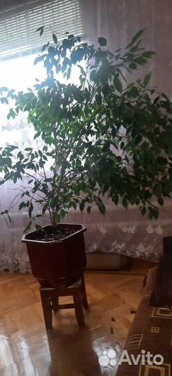 Фикус Бенджамина