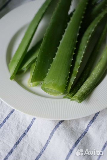 Срезанные листья взрослого Алоэ