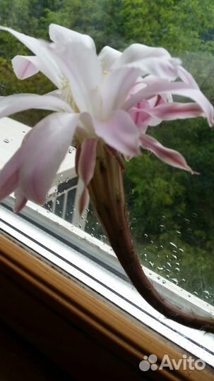 Кактус эхинопсиса