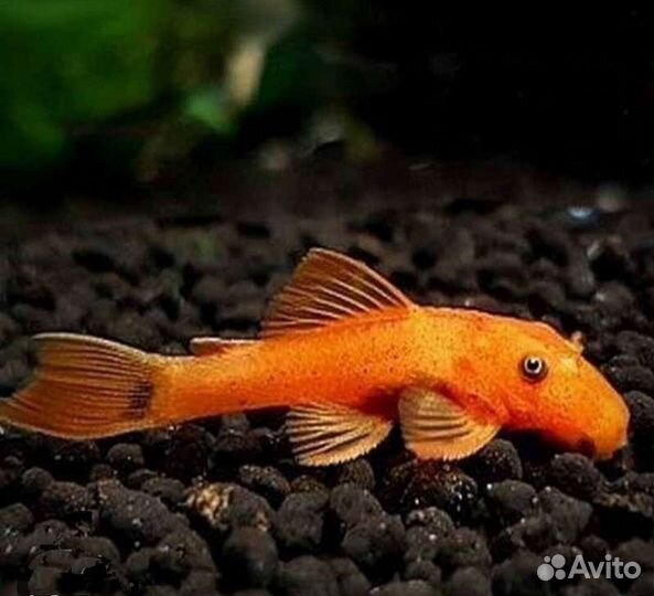Анцитрус вуалевый и обычный малек, коридорас