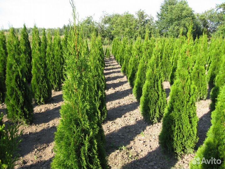 Шикарные Голубые Ели и Туи Западные 1.73 м Оптом