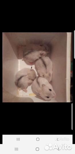 Джунгарский,сирийский хомяк