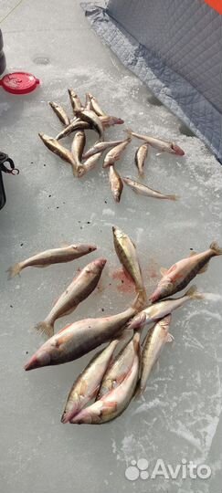 Организую рыбалку