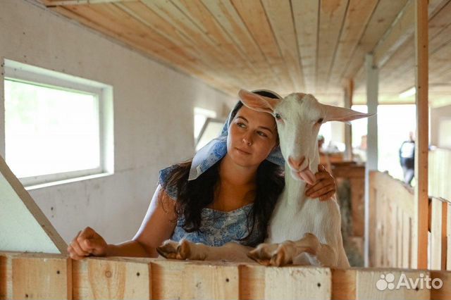 Козье молоко, сыр, молозиво