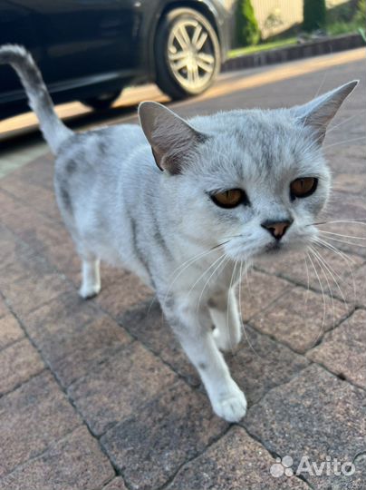 Британская кошка в дар