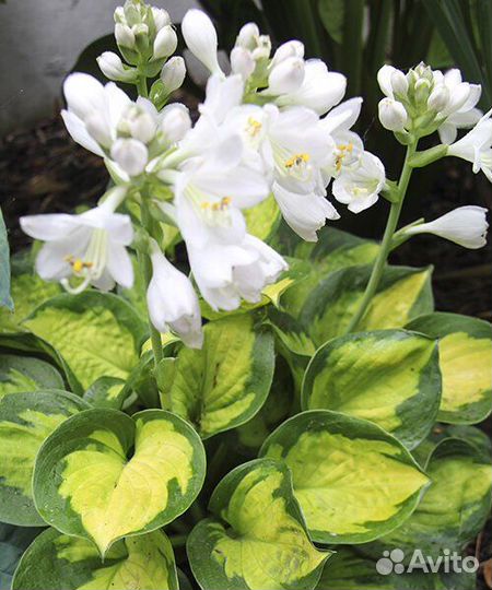 Хоста Сансет грувз