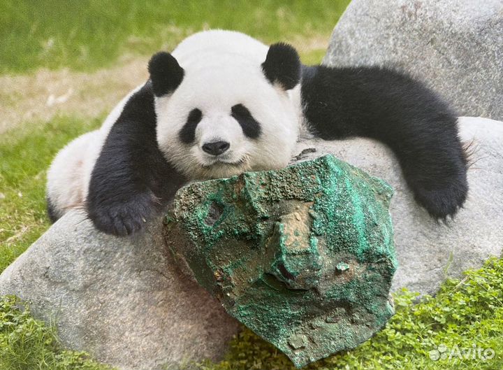 Щётка малахита