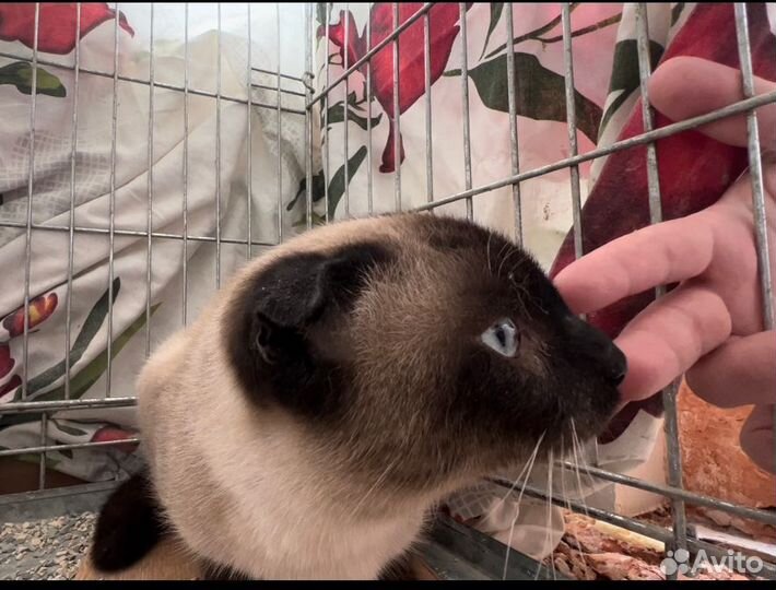 Котенок сиамский в добрые руки