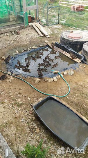 Утка Кряква