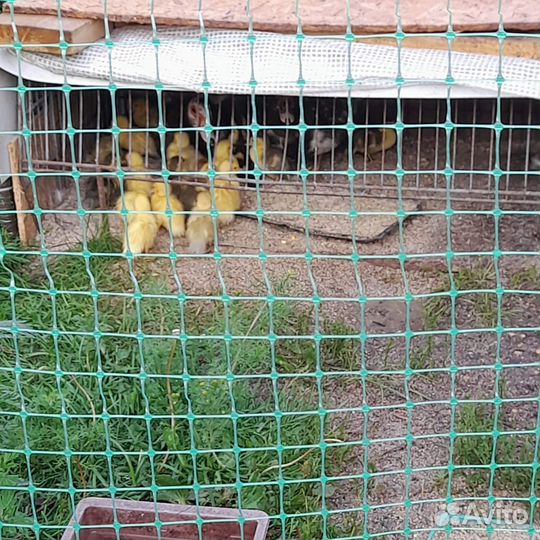 Продаются утята