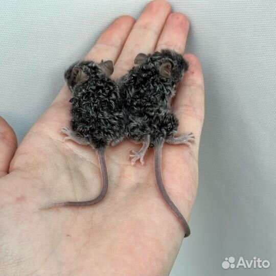 Сатиновые мыши декоративные грызуны