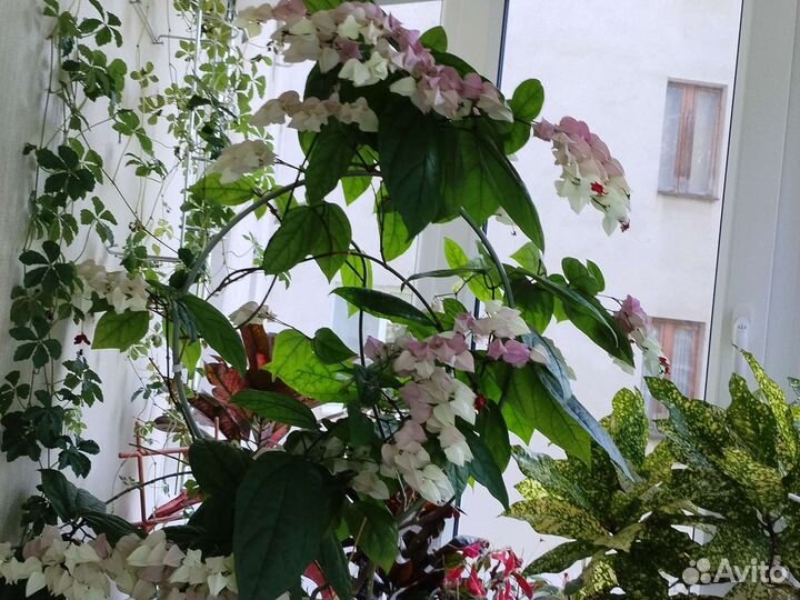 Клеродендрум