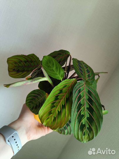 Маранта триколор