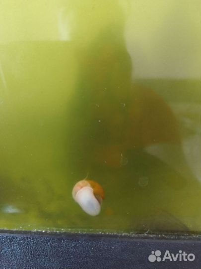 Улитки аквариумные ампулярии