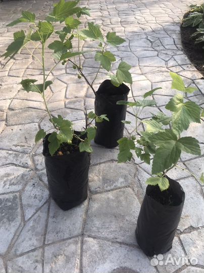 Саженцы крупной черной смородины