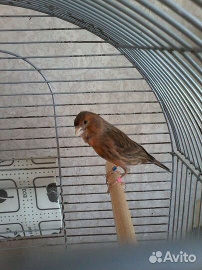 Канарейка 1 Год. Яичный Корм Рио 2 кг. Канарейки