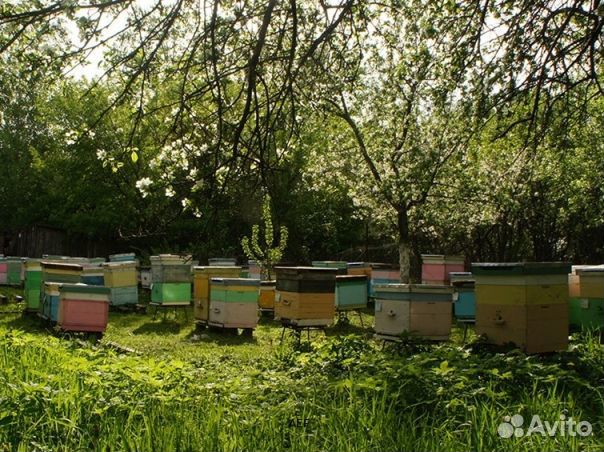 Мёд 2024 года натуральный опт