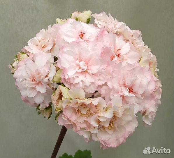 Пеларгония сортовая