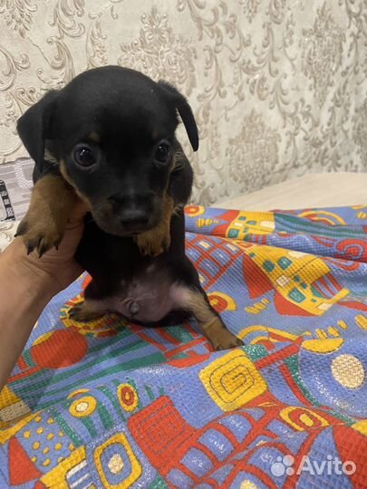 Мини той-терьер