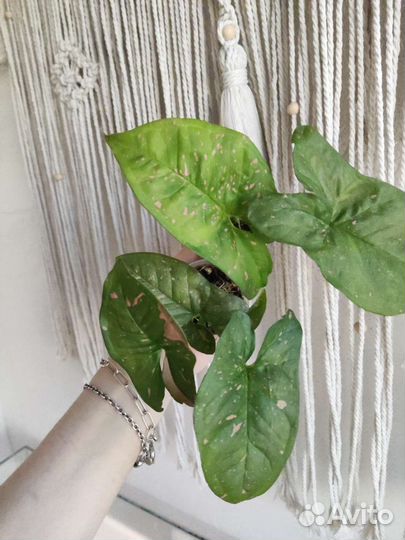 Сингониум пинк сплеш