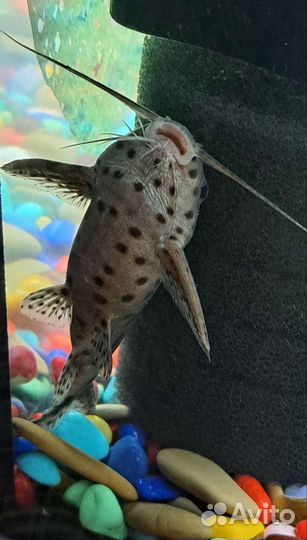 Аквариумные рыбки