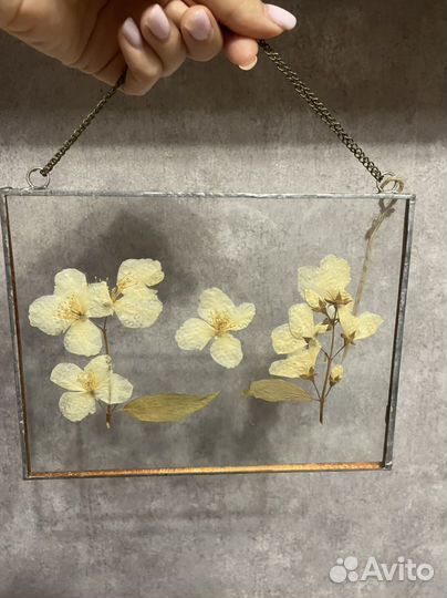 Гербарий в стекле