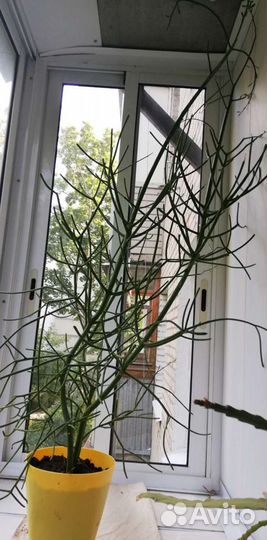 Кактус молочай