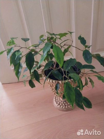 Бенджамина