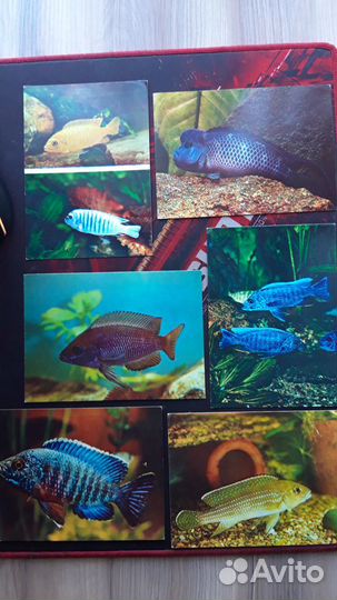 Рыбки аквариумные - набор открыток 25шт