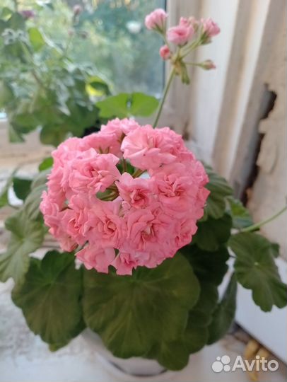 Пеларгония Античная Роза и другие