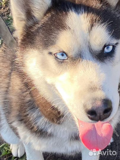 Сибирский хаски