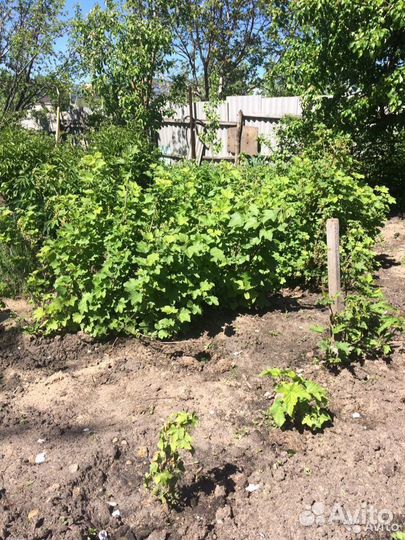 Рассада огурцы, томат, баклажан, перец, 3 сорта кл