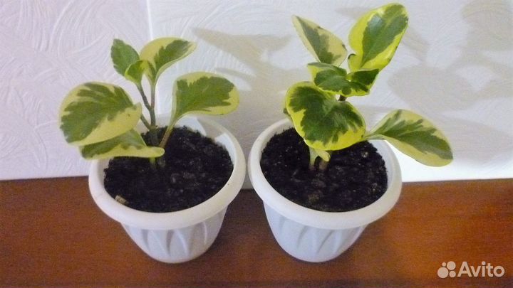 Пеперомия туполистная peperomia obtusifolia golden