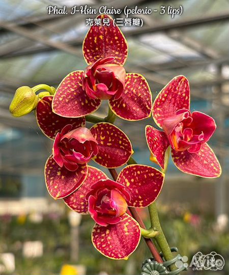 Орхидея фаленопсис