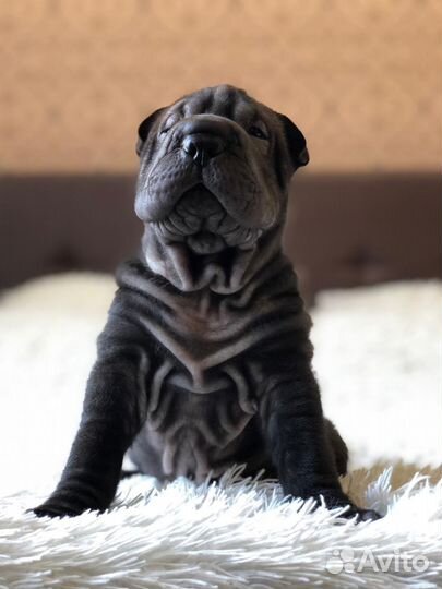 Щенки Шарпея