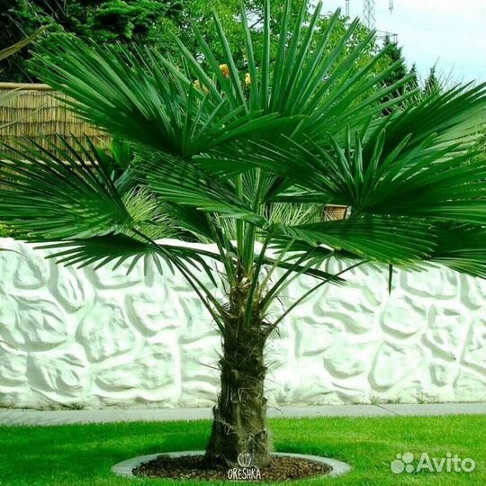 Пальма трахикарпус