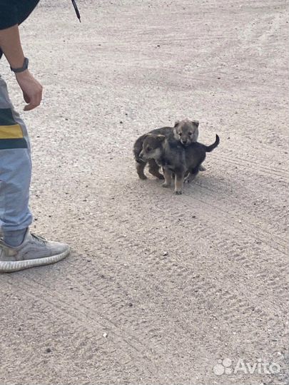 Собака в добрые руки щенок
