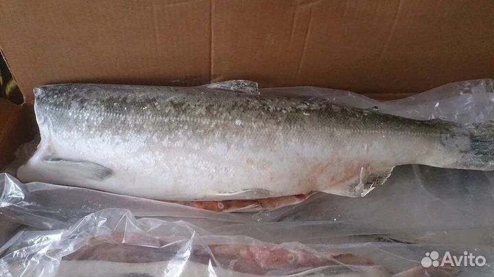 Чавыча 3-3.5свежемороженый